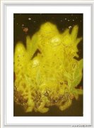 安丽峰(之馨)作品